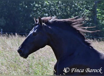 Andalusier, Valack, 8 år, 154 cm, Svart