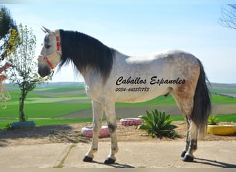 Andalusier, Valack, 8 år, 164 cm, Grå