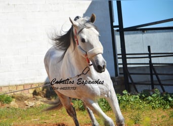 Andalusier, Valack, 8 år, 164 cm, Grå