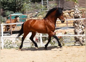 Andalusier, Valack, 8 år, 165 cm, Brun