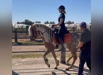 Andalusier, Valack, 8 år