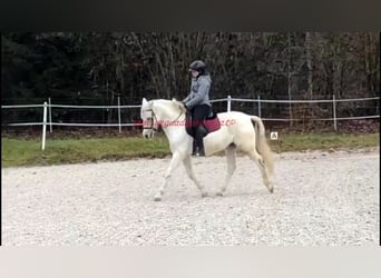 Andalusier, Valack, 8 år, Grå