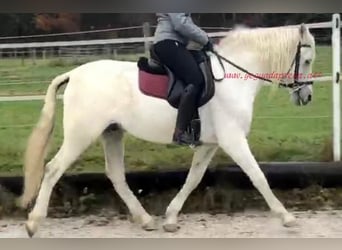 Andalusier, Valack, 8 år, Grå