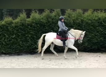 Andalusier, Valack, 8 år, Grå