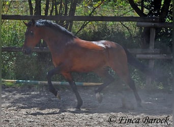 Andalusier, Valack, 9 år, 155 cm, Brun