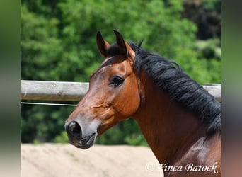 Andalusier, Valack, 9 år, 155 cm, Brun