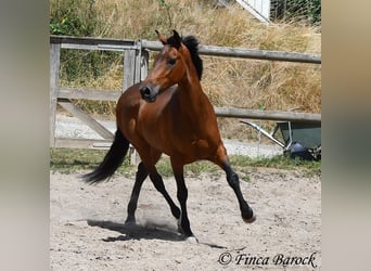 Andalusier, Valack, 9 år, 155 cm, Brun