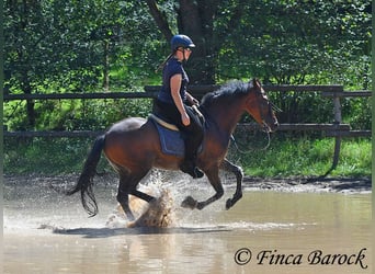Andalusier, Valack, 9 år, 155 cm, Brun