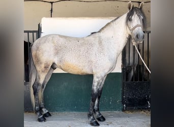 Andalusier, Valack, 9 år, 160 cm, Gråskimmel