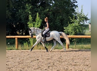 Andalusier, Valack, 9 år, 166 cm, Grå