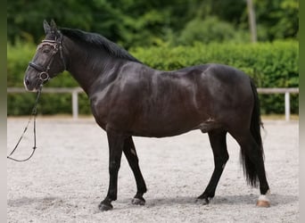 Andalusier, Wallach, 10 Jahre, 145 cm, Rappe