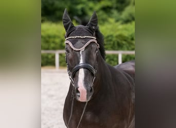 Andalusier, Wallach, 10 Jahre, 145 cm, Rappe