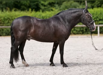 Andalusier, Wallach, 10 Jahre, 145 cm, Rappe