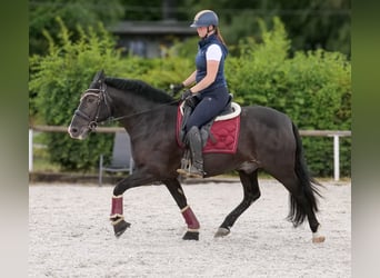 Andalusier, Wallach, 10 Jahre, 145 cm, Rappe