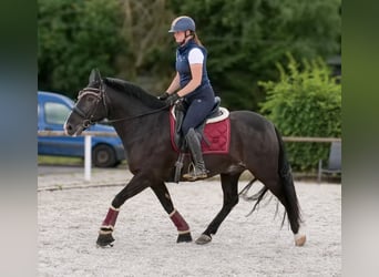 Andalusier, Wallach, 10 Jahre, 145 cm, Rappe