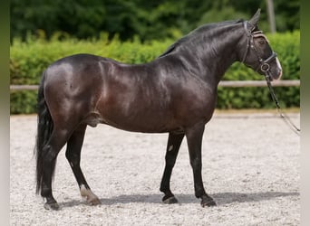 Andalusier, Wallach, 10 Jahre, 145 cm, Rappe