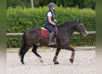 Andalusier, Wallach, 10 Jahre, 145 cm, Rappe