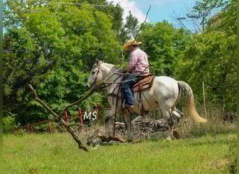 Andalusier, Wallach, 10 Jahre, 147 cm, Schimmel