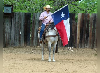 Andalusier, Wallach, 10 Jahre, 147 cm, Schimmel