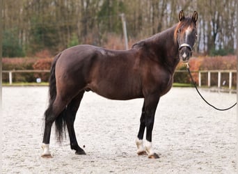 Andalusier, Wallach, 10 Jahre, 150 cm, Dunkelbrauner