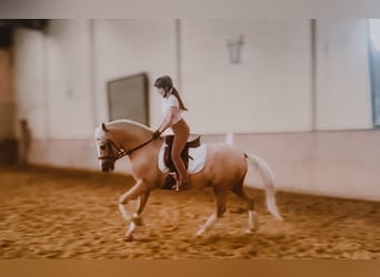 Andalusier, Wallach, 10 Jahre, 150 cm, Palomino