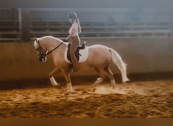 Andalusier, Wallach, 10 Jahre, 150 cm, Palomino