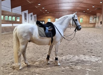 Andalusier, Wallach, 10 Jahre, 150 cm, Schimmel