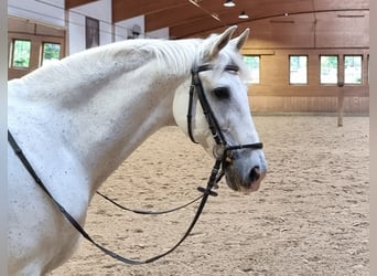 Andalusier, Wallach, 10 Jahre, 150 cm, Schimmel