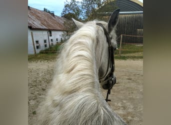 Andalusier Mix, Wallach, 10 Jahre, 151 cm, Apfelschimmel