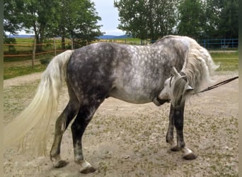 Andalusier Mix, Wallach, 10 Jahre, 151 cm, Apfelschimmel