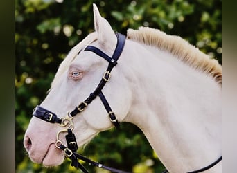 Andalusier Mix, Wallach, 10 Jahre, 153 cm, Cremello