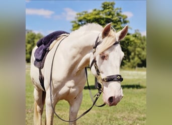 Andalusier, Wallach, 10 Jahre, 153 cm, Cremello