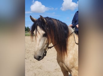 Andalusier, Wallach, 10 Jahre, 155 cm, Falbe