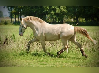Andalusier Mix, Wallach, 10 Jahre, 155 cm, Perlino