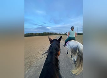 Andalusier, Wallach, 10 Jahre, 156 cm, Apfelschimmel