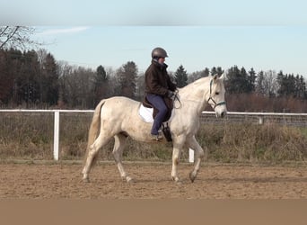Andalusier Mix, Wallach, 10 Jahre, 156 cm, Schimmel