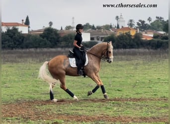 Andalusier, Wallach, 10 Jahre, 158 cm