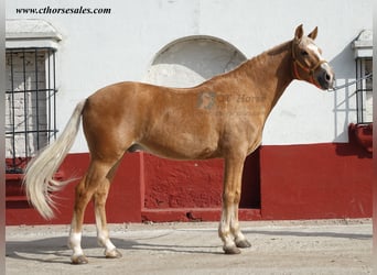 Andalusier, Wallach, 10 Jahre, 158 cm