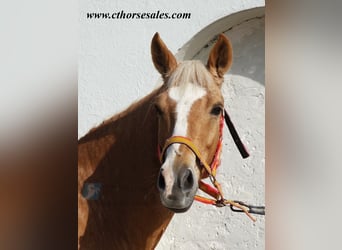 Andalusier, Wallach, 10 Jahre, 158 cm, Palomino