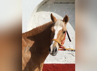 Andalusier, Wallach, 10 Jahre, 158 cm, Palomino