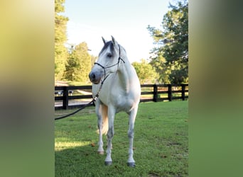 Andalusier, Wallach, 10 Jahre, 163 cm, Apfelschimmel