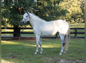 Andalusier, Wallach, 10 Jahre, 163 cm, Apfelschimmel