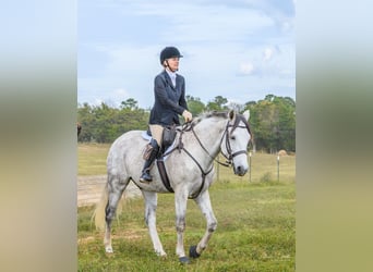 Andalusier, Wallach, 10 Jahre, 163 cm, Apfelschimmel