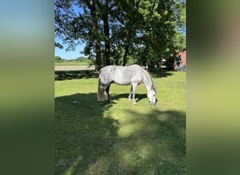 Andalusier, Wallach, 10 Jahre, 163 cm, Apfelschimmel