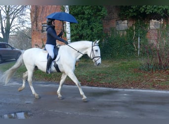 Andalusier, Wallach, 10 Jahre, 164 cm, Schimmel