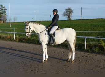 Andalusier, Wallach, 10 Jahre, 164 cm, Schimmel