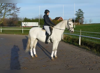 Andalusier, Wallach, 10 Jahre, 164 cm, Schimmel