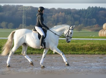 Andalusier, Wallach, 10 Jahre, 164 cm, Schimmel