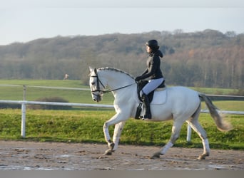 Andalusier, Wallach, 10 Jahre, 164 cm, Schimmel