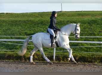 Andalusier, Wallach, 10 Jahre, 164 cm, Schimmel